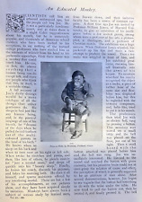 1897 Joe The Monkey illustrated picture