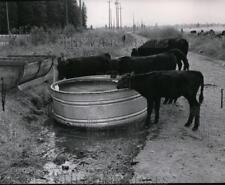 1948 Press Photo Cattle grazing - spa22761 picture