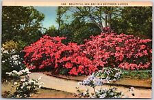 Beautiful Azalea's In Southern Garden Flower Blooms Postcard picture
