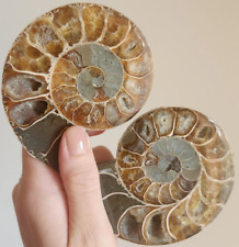 Ammonite Fossil Matched Halves Flash Large Tall Big Crystal Chakra Gemstone Nice picture