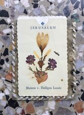 Antique pressed FLOWERS OF JERUSALEM FLOWERS FROM THE HOLY LAND picture