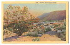 Creosote Bush in bloom c1930's Southwestern United States Desert scene picture