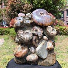 27.5LB TOP Natural Beautiful ammonite fossil conch Crystal specimen heals 1213 picture