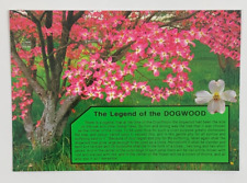 The Legend of the Dogwood State Flower of Virginia Postcard Unposted picture
