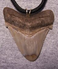 Megalodon shark tooth necklace 2 1/4