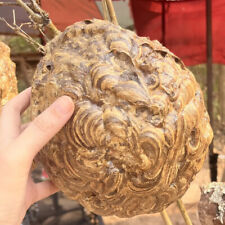 Hive Hornet Nest Paper Large Bald Face Wasp Display TAXIDERMY Decor Rare Real picture