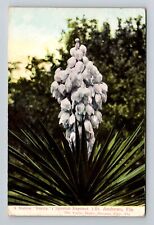 St Andrew FL-Florida, Native Yucca, Vintage c1913 Postcard picture