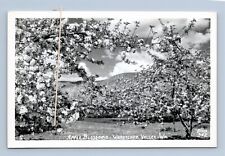 Apple Blossoms Wenatchee Valley Washington Real Photo Postcard RPPC Ellis picture