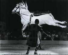 1964 Press Photo Lippizan Horse - spa21721 picture