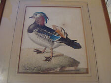 Vintage Original late 1700's Hand Colored BIRD PRINT in frame #1 picture