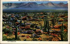 California Cactus Desert Flowers ~ mailed Course Gold 1936 ~ postcard  sku467 picture