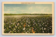 c1940 Maine Potato Field in Bloom Fort Kent Maine ME Linen Postcard picture