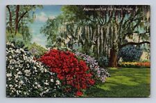 Azaleas and Live Oak Trees Florida Postcard c1947 picture