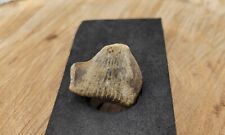 Fossilized Horn Coral Mi picture