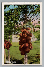 Postcard Hawaiian Islands Papaia Papaya Fruit Tree Unposted Hawaii c1915-1930 picture