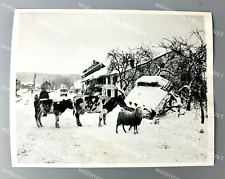 WWII Great Battle of the Bulge German Tank Hungry Cows 1945 Original Press Photo picture