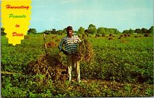 African American Man Harvesting Peanuts In The US American South Postcard picture
