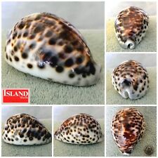 GIANT Cypraea Tigris schilderiana #4 112.2mm GORGEOUS BEAUTY from Hawaii picture