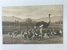 Postcard RPPC Cock Ostrich Minding Chicks Farm Pen Early 1900's picture