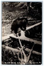 c1930's Black Bear Seven Mountains Lewiston Pennsylvania PA RPPC Photo Postcard picture