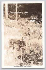 Postcard RPPC Photo Canada Ontario Hughes Camps Deer Faun Vintage 1923 picture