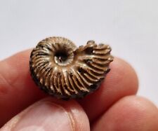 Rare Euhoplites lautus Ammonite- Gault Clay UK , Folkestone Kent - Cretaceous picture