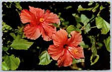 Hibiscus Flower Delicately Tinted As Grown In The Southland Postcard picture