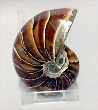 Really attractive polished  nautilus fossil from the Jurassic Period. Madagascar picture