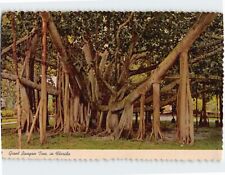 Postcard Giant Banyan Tree in Florida USA picture