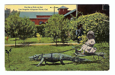 Los Angeles Alligator Farm California Vintage Postcard picture