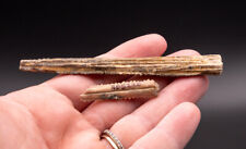 Pair of Stingray Spines Bakersfield CA ex Bob Ernst Collection 1789 picture