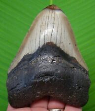 MEGALODON SHARK TOOTH - 4 & 3/4 in.  - AUTHENTIC FOSSIL  MEGLADONE JAW  picture