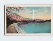 Postcard Washington Monument & Cherry Blossoms Washington DC USA picture