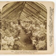 Chrysanthemum Indoor Garden Stereoview c1893 Mum Conservatory Greenhouse B2051 picture