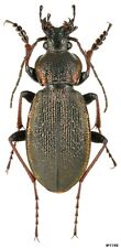 Coleoptera Carabidae Carabus (Morphocarabus) henningi melyachi Russia Altai 19mm picture