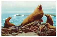 Steller Sea Lion c1950's male and female on rocky island in Pacific Ocean picture