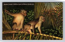 Miami FL-Florida, Monkey Jungle, Monkeys in Tree, Antique Vintage Postcard picture