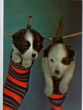 VINTAGE POSTCARD THE MONDAY WASH - TWO PUPPIES IN SOCKS PUBLISHED BY VICTOR AZIZ picture
