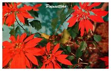 postcard Poinsettias A1782 picture