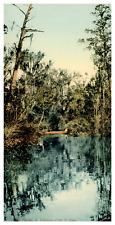 Florida, a tributary of the St. Johns Vintage Print Print, Photochromy, Vint picture