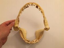 Large Shark Jaws Teeth Oddity Educational 10 Inches Tall picture