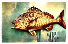 GRUNT South Florida Weighs up to three pounds a good eating fish Postcard picture