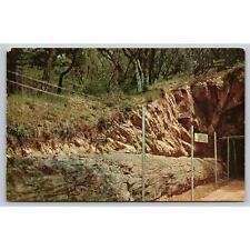 Postcard CA Santa Rosa Monarch Or Tunnel Tree picture