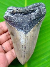 MEGALODON SHARK TOOTH - 4.26”- SHARK TEETH - REAL FOSSIL - MEGLADONE - NO REPAIR picture