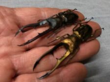 2  insects full data  species 3 inches  A 1 metallifer beetles great jaws picture