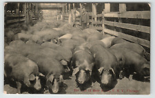 Postcard Vintage 1908 RPPC Hogs at the United Stock Yards in Chicago, IL. picture