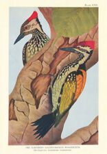 Northern Golden-Backed Woodpecker (Brachypternus benghalensis benghalensis) 1936 picture