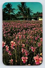 Postcard Hawaii Hilo HI Orchid Field Vanda 1967 Posted Chrome picture