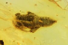 Leafhopper Cicadellidae Fossil inclusions in Genuine Baltic amber stone #9892 picture