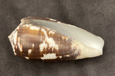 CONIDAE Conus Assimilis 61.8mm Sulu, Philippines - Chocolate Brown picture